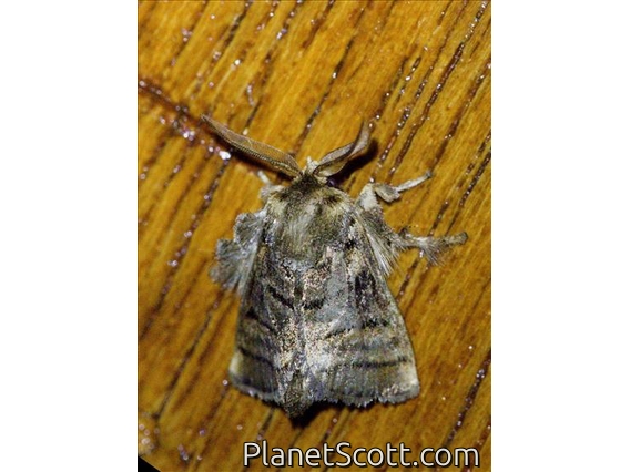 Slug Caterpillar Moth (Orthocraspeda furva)