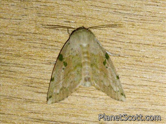 Tufted Moth (Chloroplaga nygmia)