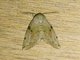 Tufted Moth (Chloroplaga nygmia)