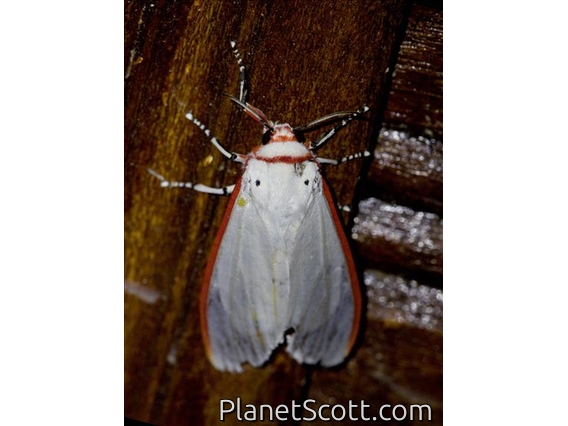 Red Costate Tiger Moth (Aloa lactinea)