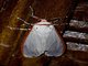 Red Costate Tiger Moth (Aloa lactinea)