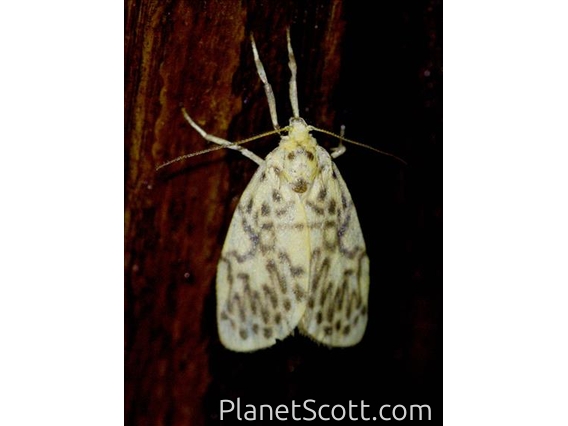 Lichen Moth (Miltochrista sp)