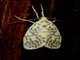 Lichen Moth (Miltochrista sp)