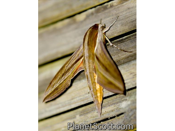 White-banded Hunter Hawkmoth (Theretra oldenlandiae)