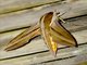 White-banded Hunter Hawkmoth (Theretra oldenlandiae)