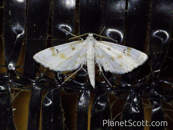 Rice Case Bearer (Parapoynx stagnalis)