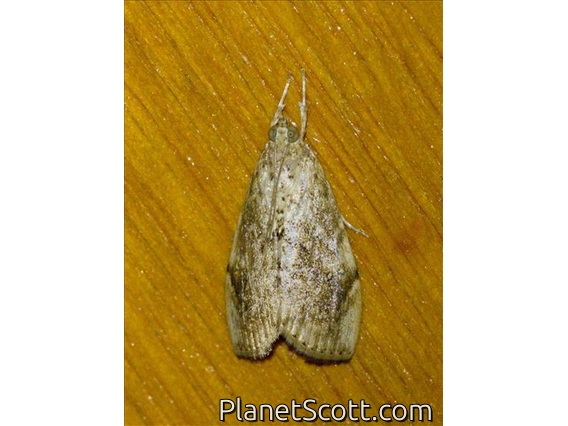 Crambid Snout Moth (Crocidolomia sp)
