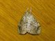 Crambid Snout Moth (Crocidolomia sp)