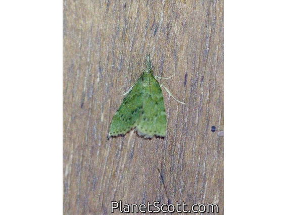 Hypenine Snout Moth (Erebidae sp)