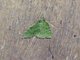 Hypenine Snout Moth (Erebidae sp)