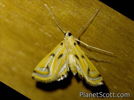 Crambid Snout Moth (Crambidae sp)