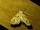 Crambid Snout Moth (Crambidae sp)