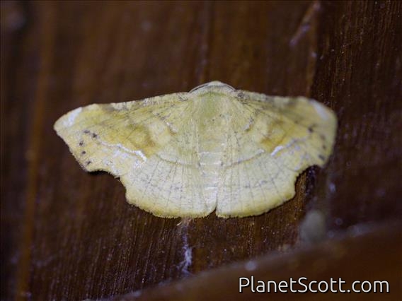 Geometer Moth (Geometridae sp)