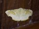 Geometer Moth (Geometridae sp)