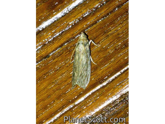 Knot-horn Moth (Phycitini sp)