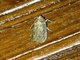 Knot-horn Moth (Phycitini sp)