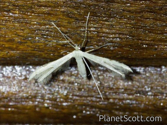 Plume Moth (Pterophoridae sp)