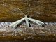 Plume Moth (Adaina sp)