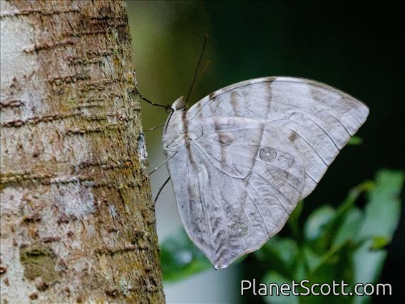 Giant Saturn (Zeuxidia aurelius)