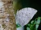 Giant Saturn (Zeuxidia aurelius)