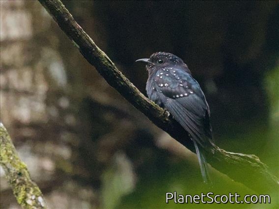 Square-tailed Drongo-Cuckoo (Surniculus lugubris)