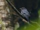 Square-tailed Drongo-Cuckoo (Surniculus lugubris)