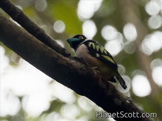 Black-and-yellow Broadbill (Eurylaimus ochromalus)
