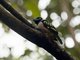 Black-and-yellow Broadbill (Eurylaimus ochromalus)