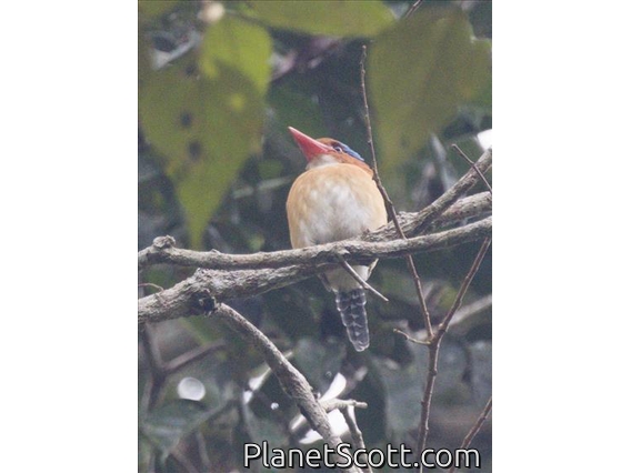 Banded Kingfisher (Lacedo pulchella)