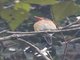 Banded Kingfisher (Lacedo pulchella)