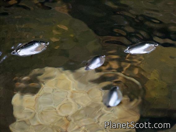 Whirligig Beetle (Dineutus sp)