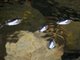 Whirligig Beetle (Dineutus sp)