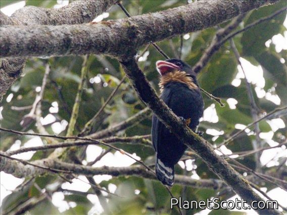Dusky Broadbill (Corydon sumatranus)