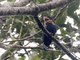 Dusky Broadbill (Corydon sumatranus)