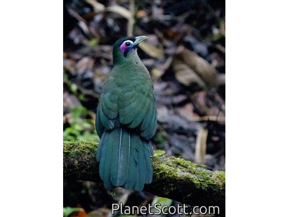 Sumatran Ground-Cuckoo (Carpococcyx viridis)