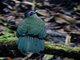 Sumatran Ground-Cuckoo (Carpococcyx viridis)