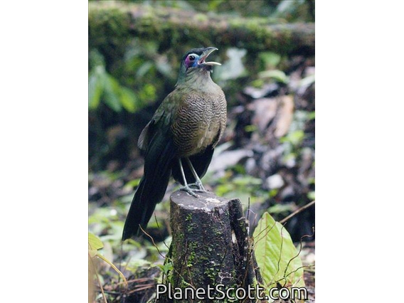 Sumatran Ground-Cuckoo (Carpococcyx viridis)