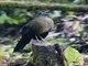 Sumatran Ground-Cuckoo (Carpococcyx viridis)
