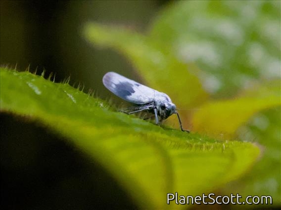 Sharpshooter (Cicadellini sp)