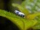Sharpshooter (Cicadellini sp)