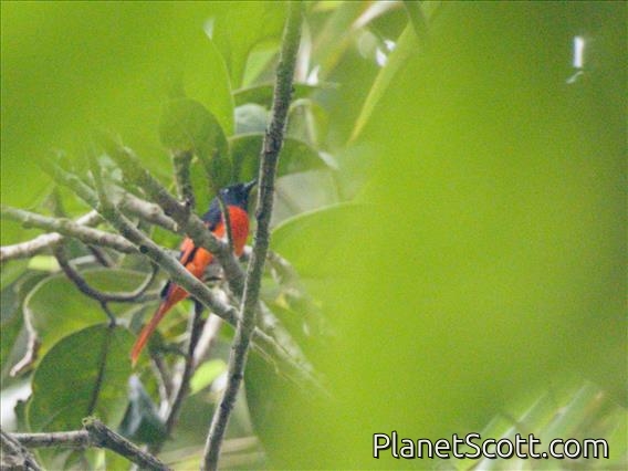 Sunda Minivet (Pericrocotus miniatus)