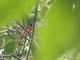 Sunda Minivet (Pericrocotus miniatus)