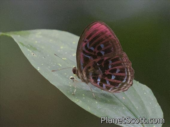 Malay Red Harlequin (Paralaxita damajanti)