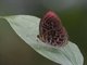 Malay Red Harlequin (Paralaxita damajanti)