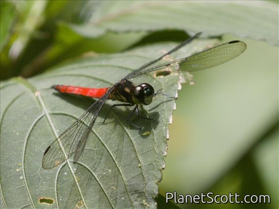 Bombardier (Lyriothemis cleis)