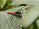 Bombardier (Lyriothemis cleis)