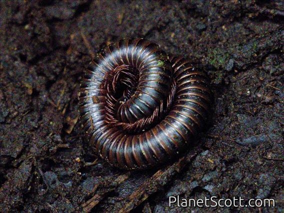 Spineplate Millipede (Harpagophoridae sp)