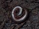 Spineplate Millipede (Harpagophoridae sp)
