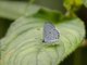 Bicoloured Hedge Blue (Udara selma)