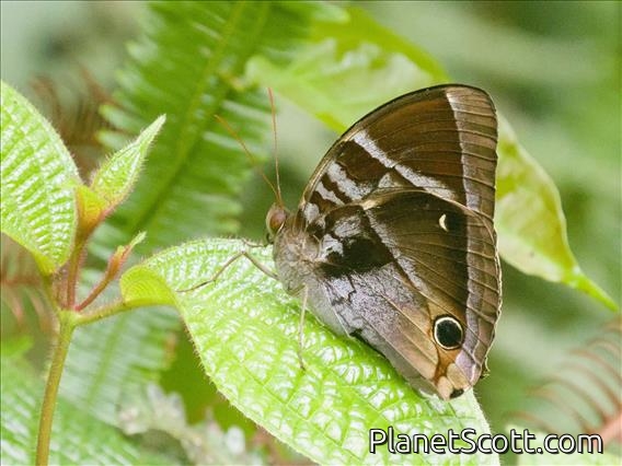 Malayan Jungle Glory (Thaumantis odana)
